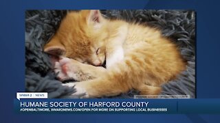 Support the Humane Society of Harford County's Virtual Kitten Shower