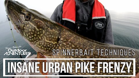 20+ Pike in 4 hours with a triple header + How I rig my Spinnerbaits | Toronto Urban Pike Fishing