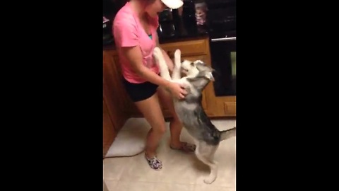 Excited Husky puppy welcomes home owner