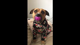 Pajama-wearing pup sucks on her pacifier
