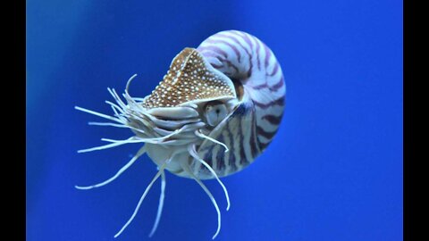The nautilus is a genus of cephalopod mollusks.