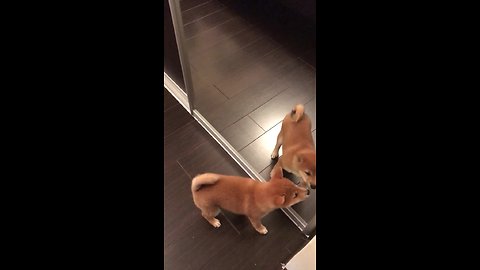 Shiba Inu puppy furiously tries to play with reflection