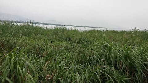A wetland reserve in the city's natural park.