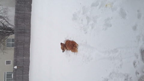 A Corgi Dog Runs Into Deep Snow And Gets Stuck