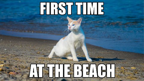 Chapy cat's First Time at the Beach