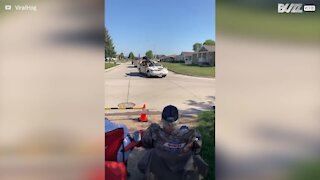 Massive bull spotted in convertible