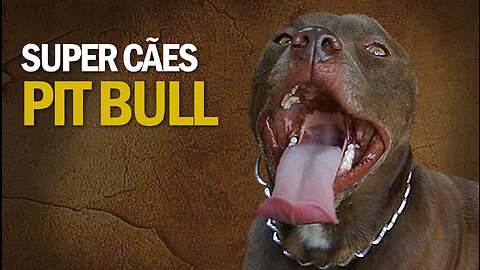 Super Cães | American Pitbull | JV Jornalismo Verdade