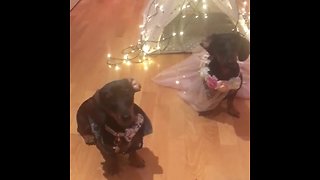 Adorable Dachshunds dress up as bride and groom