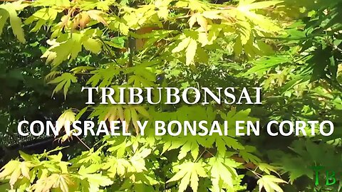 ÁNIMO ISRAEL BONSAI EN CORTO, ESTAMOS CONTIGO!!