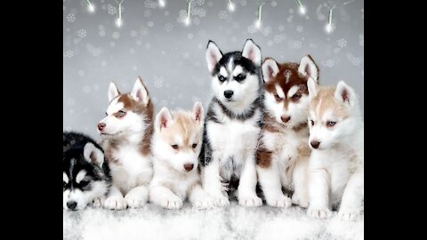 Siberian Husky's Puppies