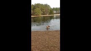 Super excited dogs run and play in the water
