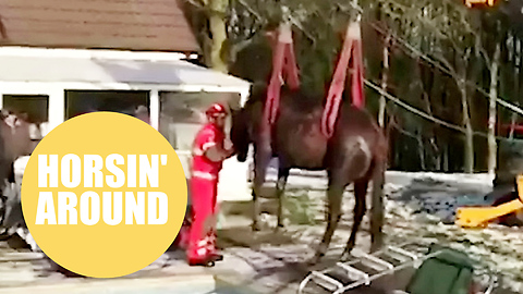 Firefighters Rescue Hapless Horse That Slipped And Fell In Swimming Pool