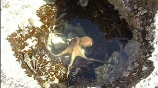 En blekkspruts rovdyrinstinkter i et tidevannsbasseng