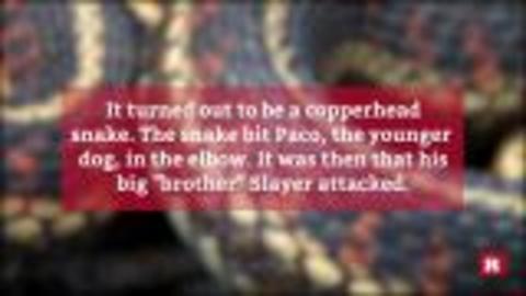 Pit bulls rescue kids from copperhead snake | Rare News