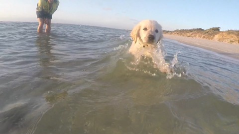 10 week old Golden Retriever Puppy enjoys his first swim