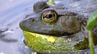 Gigantic bullfrog bellows out a loud croak in the lillypads