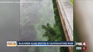 Blue-green algae spotted in North Fort Myers