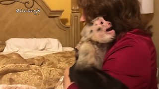 Capuchin Monkeys Scream In Excitement Upon Grandma's Return