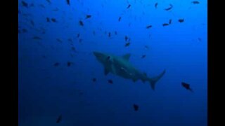 Fisker bliver omringer af over ti hajer i Australien