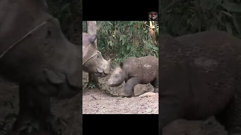 The Sumatran Rhino Facts #shorts #amazingfacts #animals