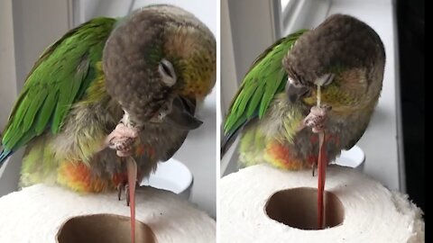 Genius parrot uses tools to scratch himself