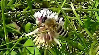 IECV NV #115 - 👀 A Bee In The Yard Working The Clover 10-13-2015