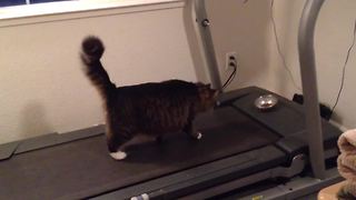 The Best Cat Fitness Program Ever!