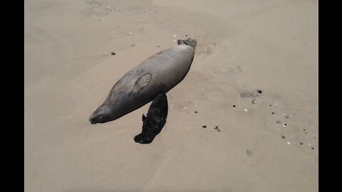 Punahele- Hawaiian Monk Seal Pup!