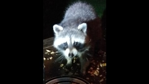 Beth feeds the male for first time