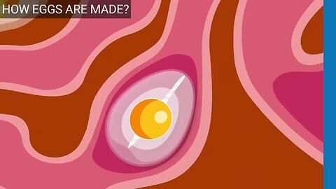 Cracking the Mystery: How Eggs are Formed Inside a Chicken