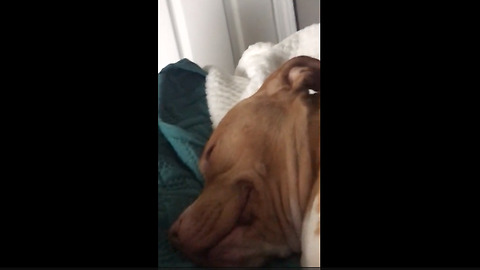 Funny pit bull "smiles" in her sleep