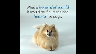 What A Wonderful World It Would Be If We All Had Hearts Like Dogs [GMG Originals]