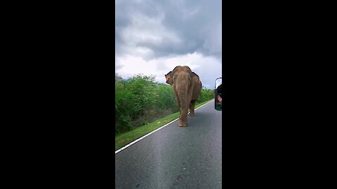 Elephant casually cruises along the road in Sri Lanka