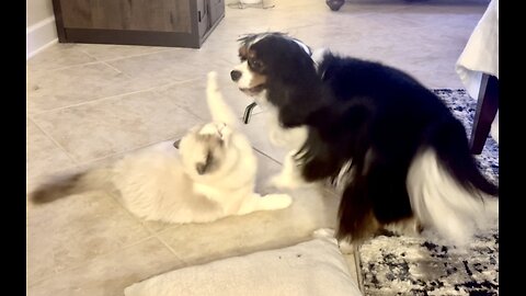 Ragdoll and Cavalier King Charles have daily Rumbles