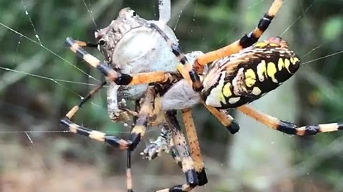 Banana Spider Caught A Toad In Its Web, Wraps It For Later