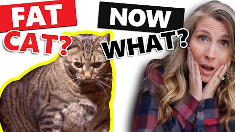 HELP! My Cat Is Fat ... Now What?! | The Pet Parenting Reset, episode 24