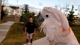 Cockatoo and new friend have a conversation