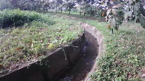 O ano acabou, o dia agitado dos fazendeiros começou de novo, confira a floresta de borracha hoje