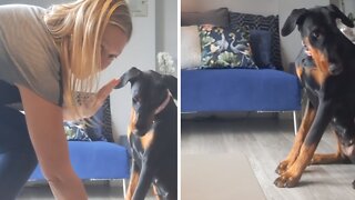 Will this pup win the 'dog treat wait challenge'?