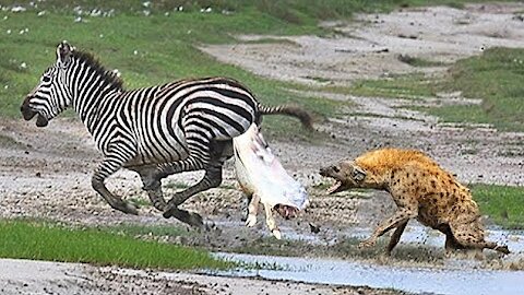 Mother Zebra Fights Hyena To Save Her Babies