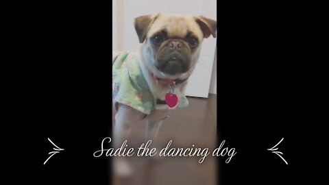 Adorable pug dancing like a ballerina