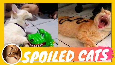 😺Cute And Funny Cat Videos Compilation That Totally Dominate Their Owners - #02 Spoiled Cat