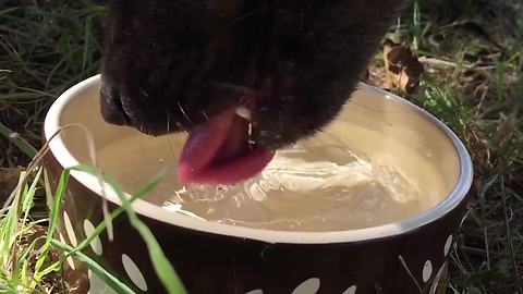 High speed camera illustrates dog drinking in slow motion