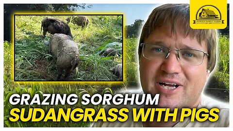 Managing a Sorghum Sudangrass Cover Crop Mix with Pastured Pigs