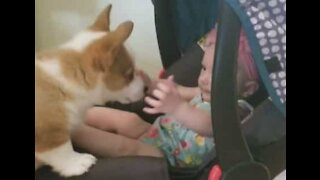 Cachorro corgi e bebê apaixonam-se no primeiro encontro