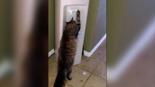 Cat Doing Human Things