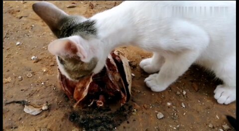 A small desert cat for the first time eating a fish head