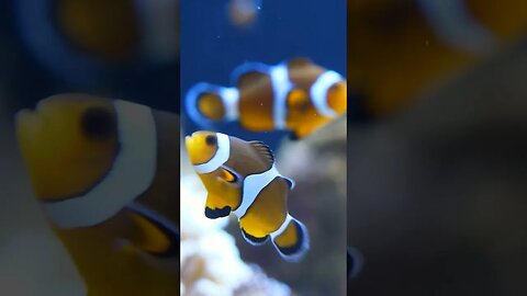 Coral Reef Clown Fish - Underwater1