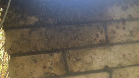 Pump house wall bees