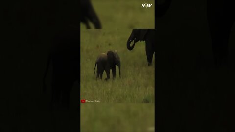 Elephant calf frolicking | Baby Elephant Video | Nature and Wildlife